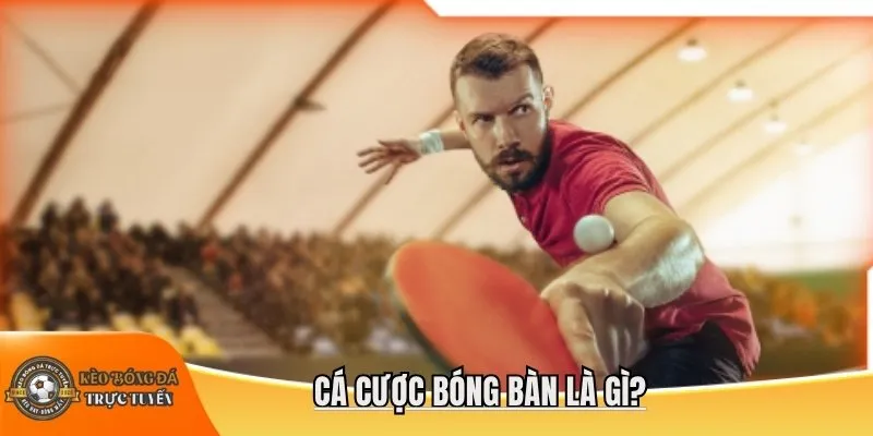 Cá cược bóng bàn là gì?