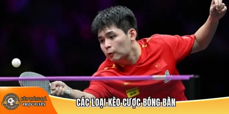 Các loại kèo cược bóng bàn